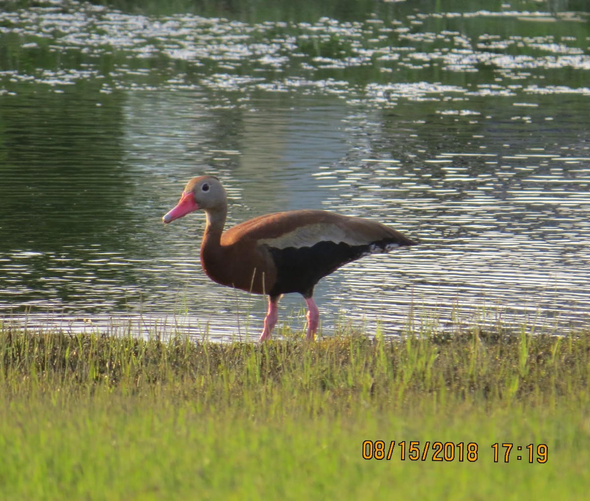 Black-bellied Whistling-Duck - ML111011211