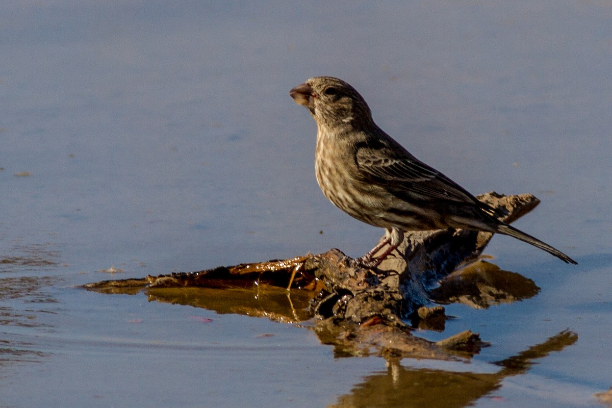 Cassin's Finch - ML111011281