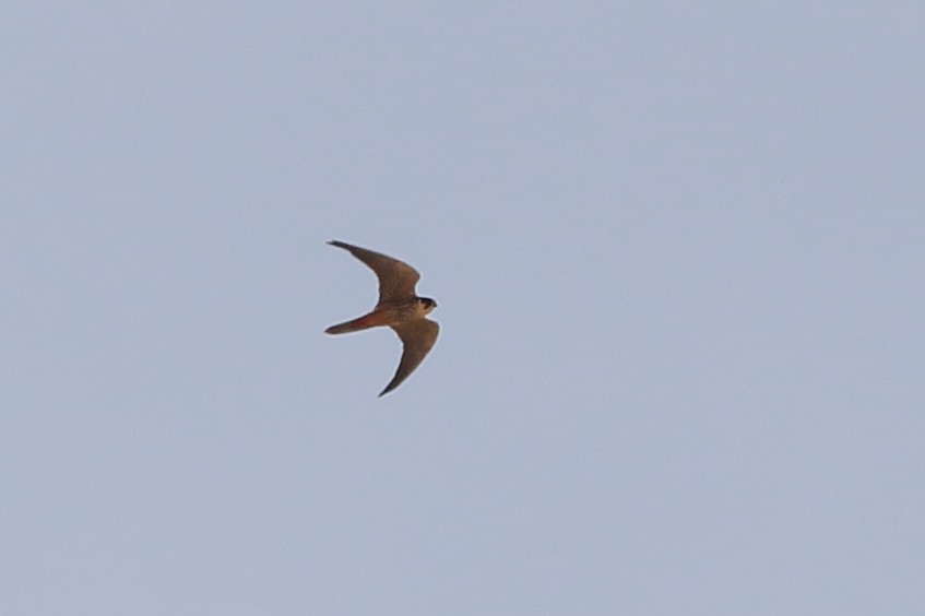 Eurasian Hobby - Sérgio Correia