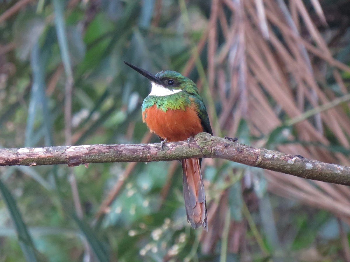 Jacamar à queue rousse - ML111013321