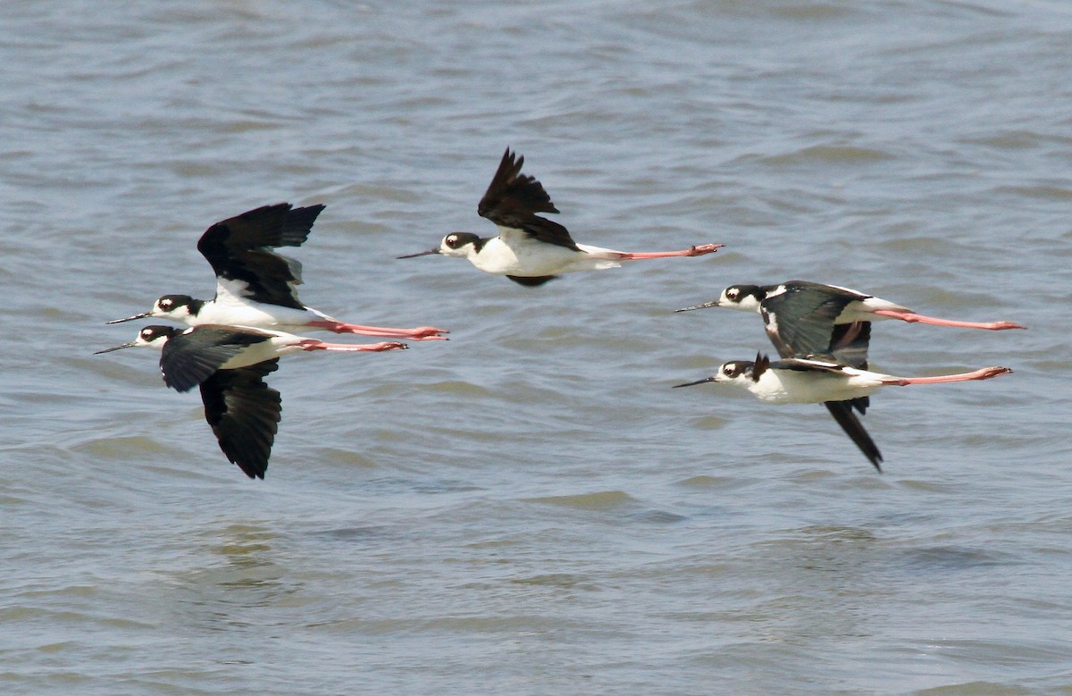 Black-necked Stilt - Adam Dudley