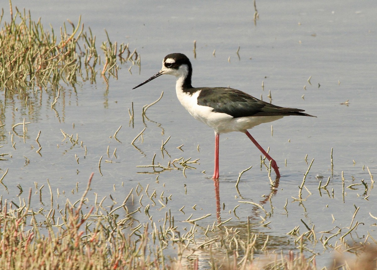 Black-necked Stilt - Adam Dudley