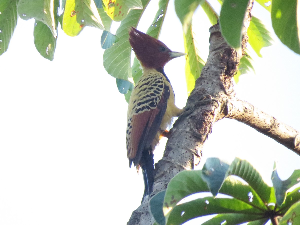 Kaempfer's Woodpecker - ML111013631