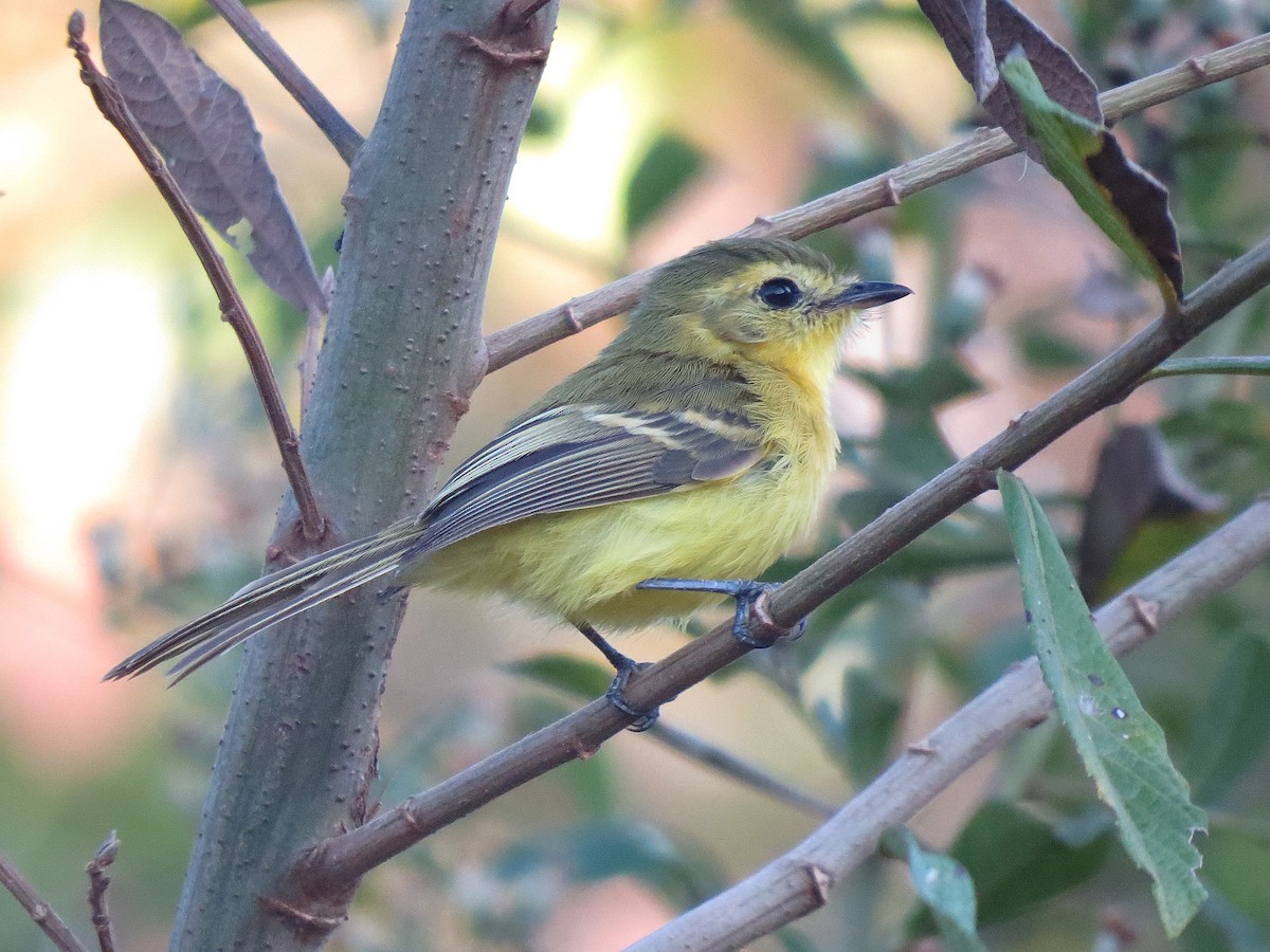 Yellow Tyrannulet - Alex Mesquita