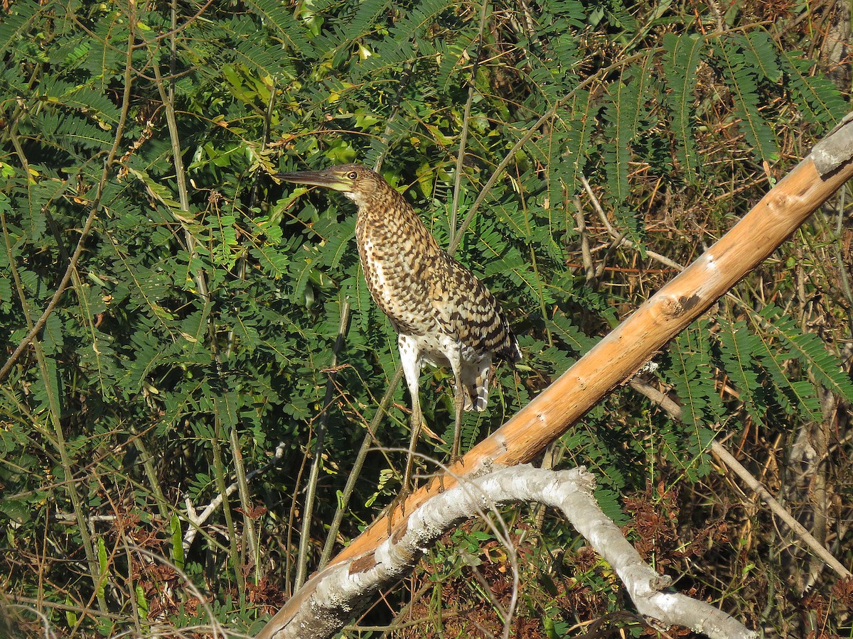 Rufescent Tiger-Heron - ML111013741