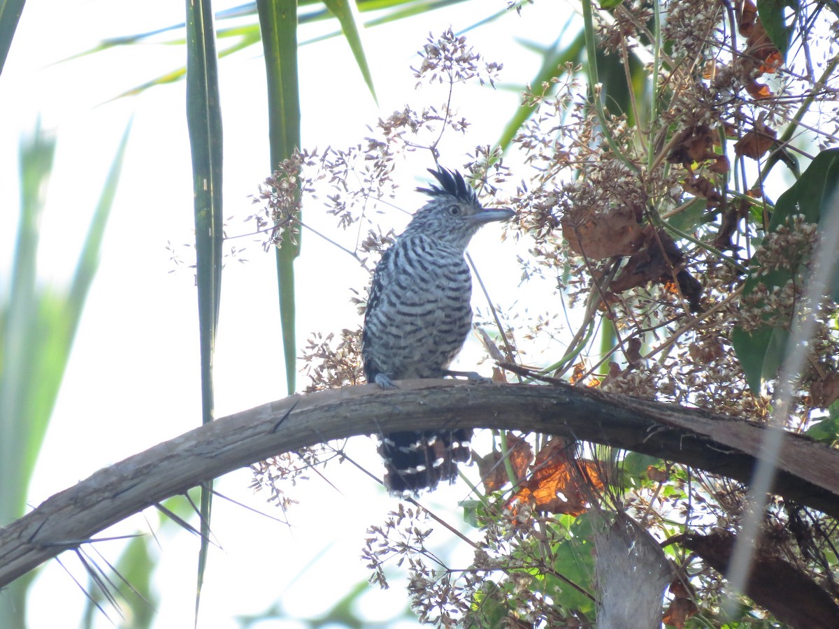 Barred Antshrike - Alex Mesquita