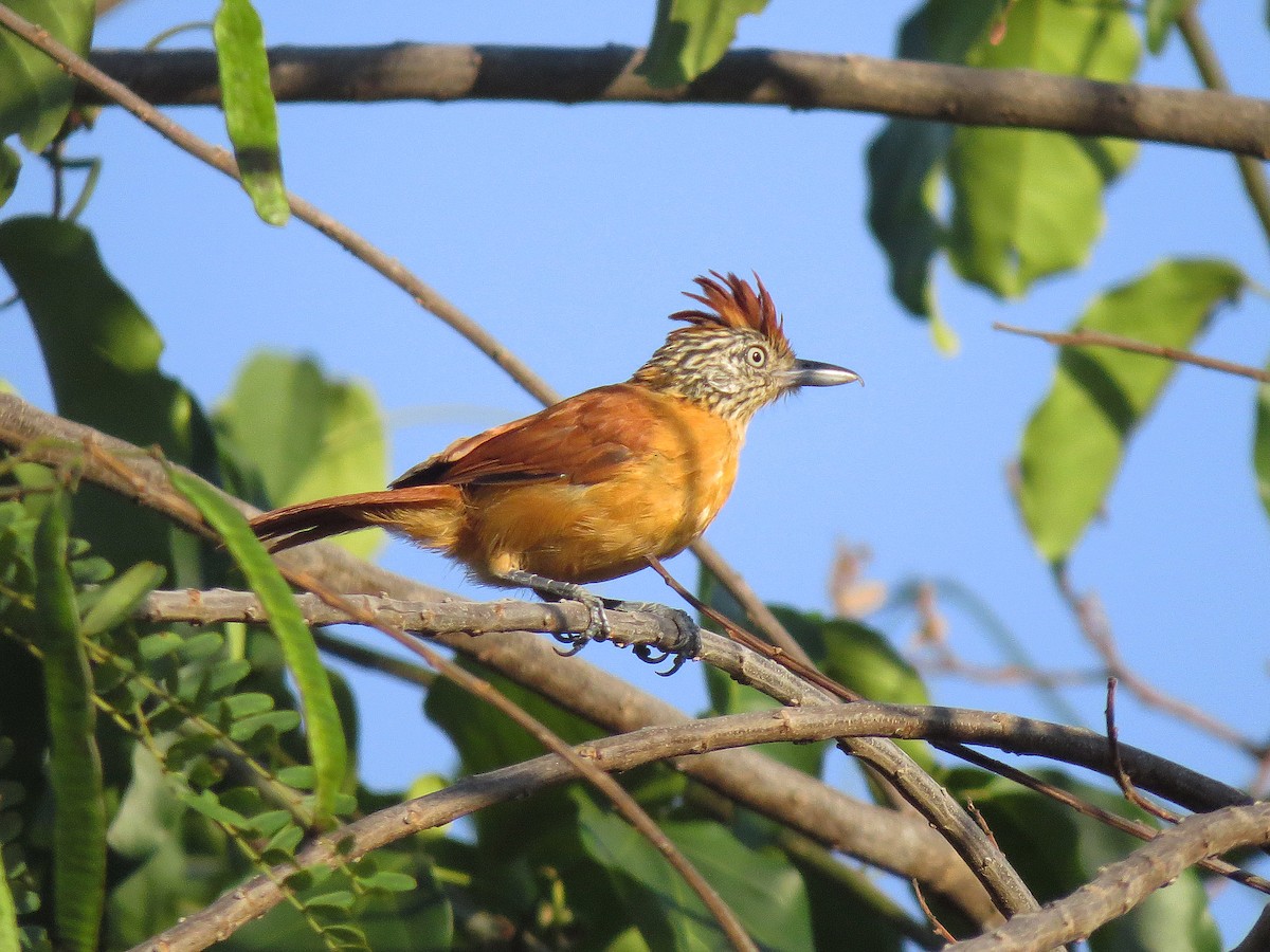 Barred Antshrike - ML111014081