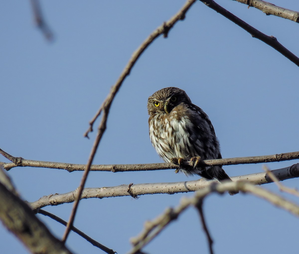 Ferruginous Pygmy-Owl - luis casado