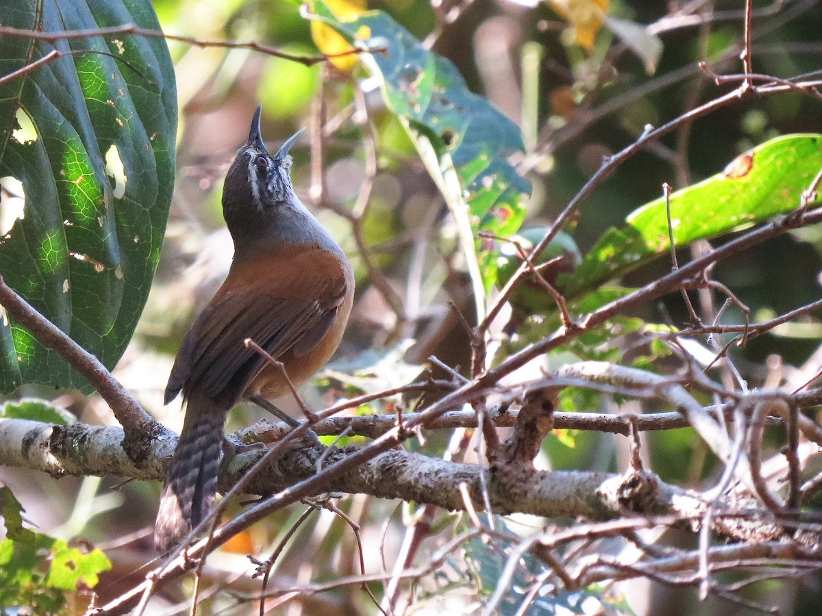 Moustached Wren - ML111015061