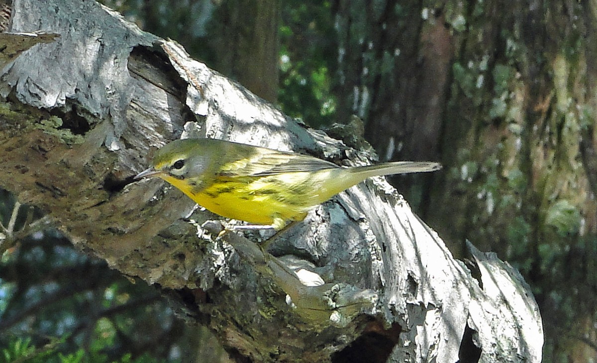 Prairie Warbler - Gail Benson