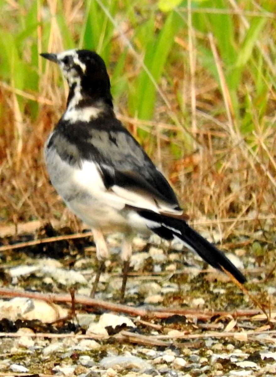 White Wagtail (Black-backed) - ML111015341