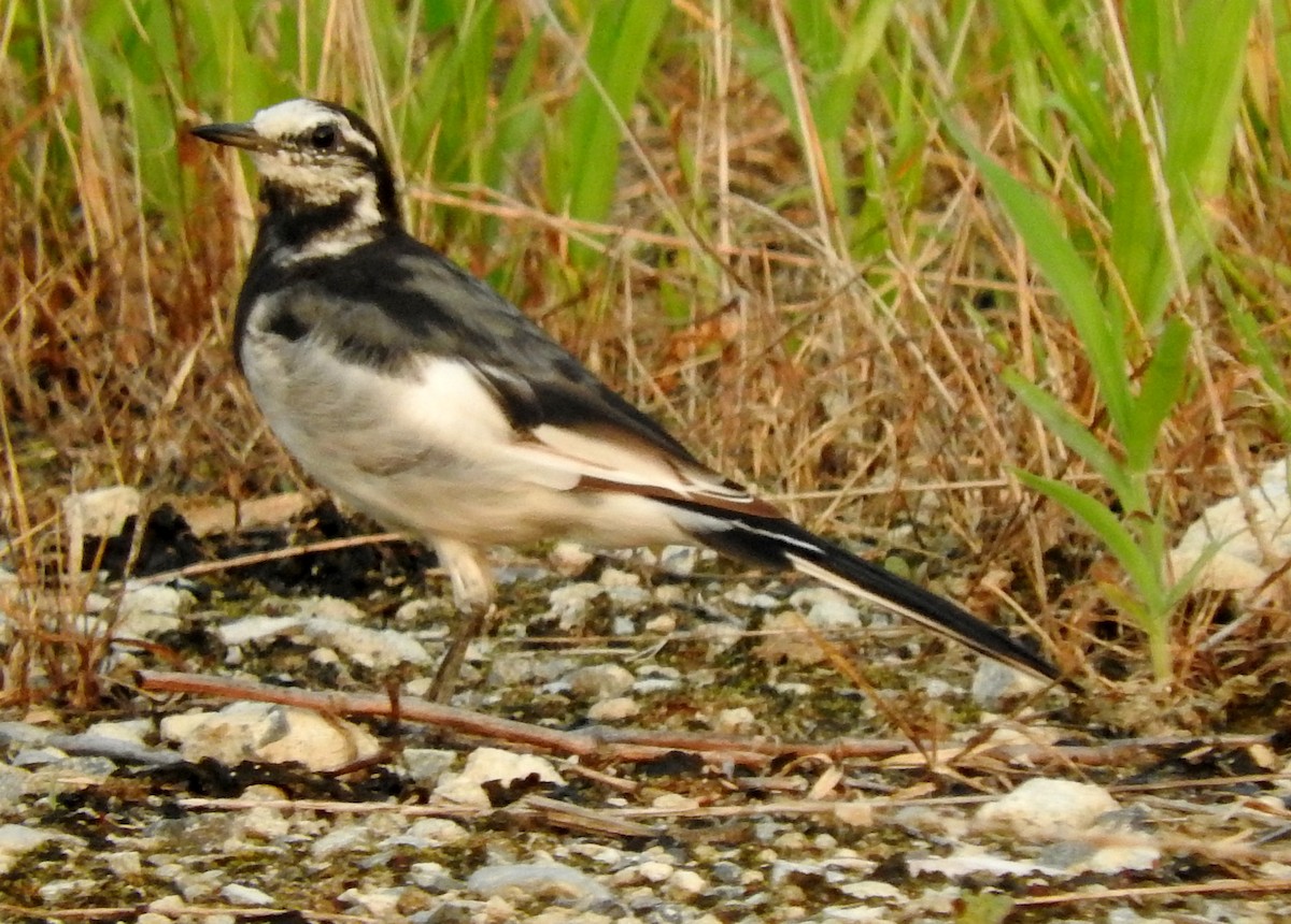 White Wagtail (Black-backed) - ML111015351