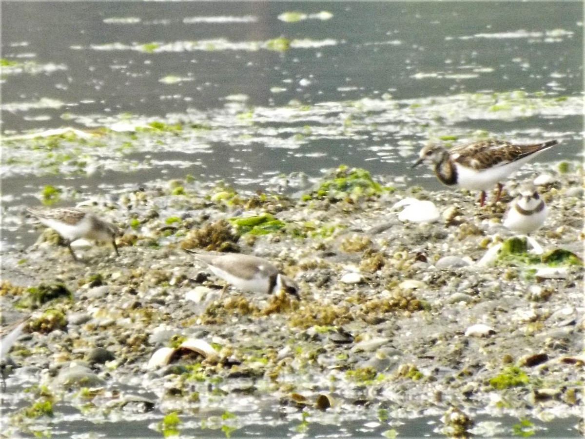 Ruddy Turnstone - ML111015671