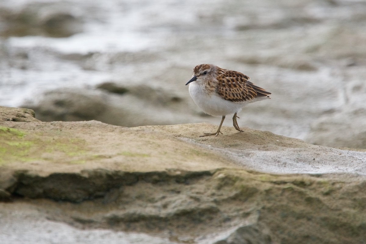 Least Sandpiper - Jamie Baker