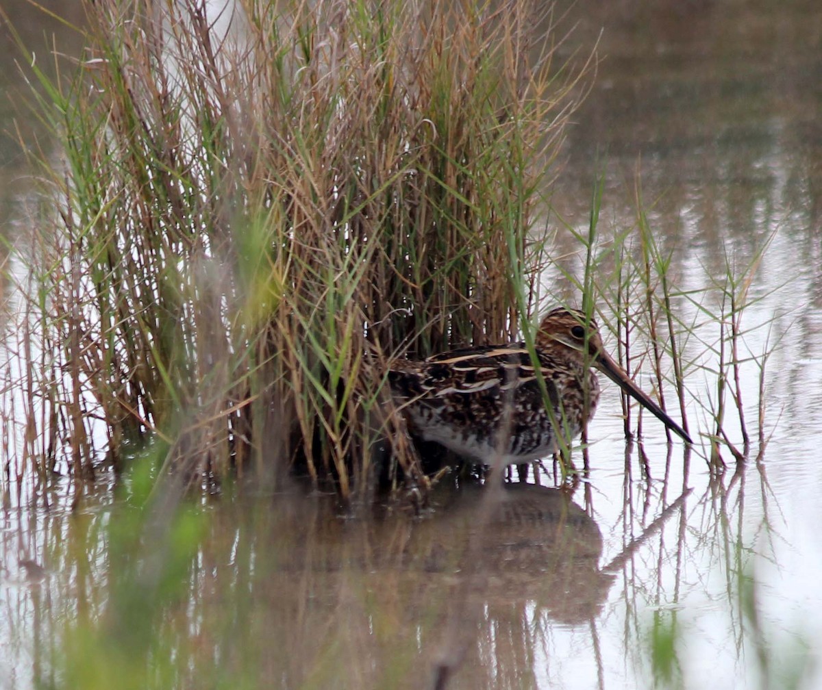 Wilson's Snipe - ML111018291