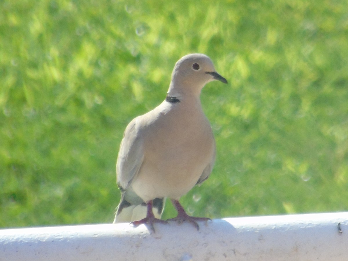 Eurasian Collared-Dove - ML111018821