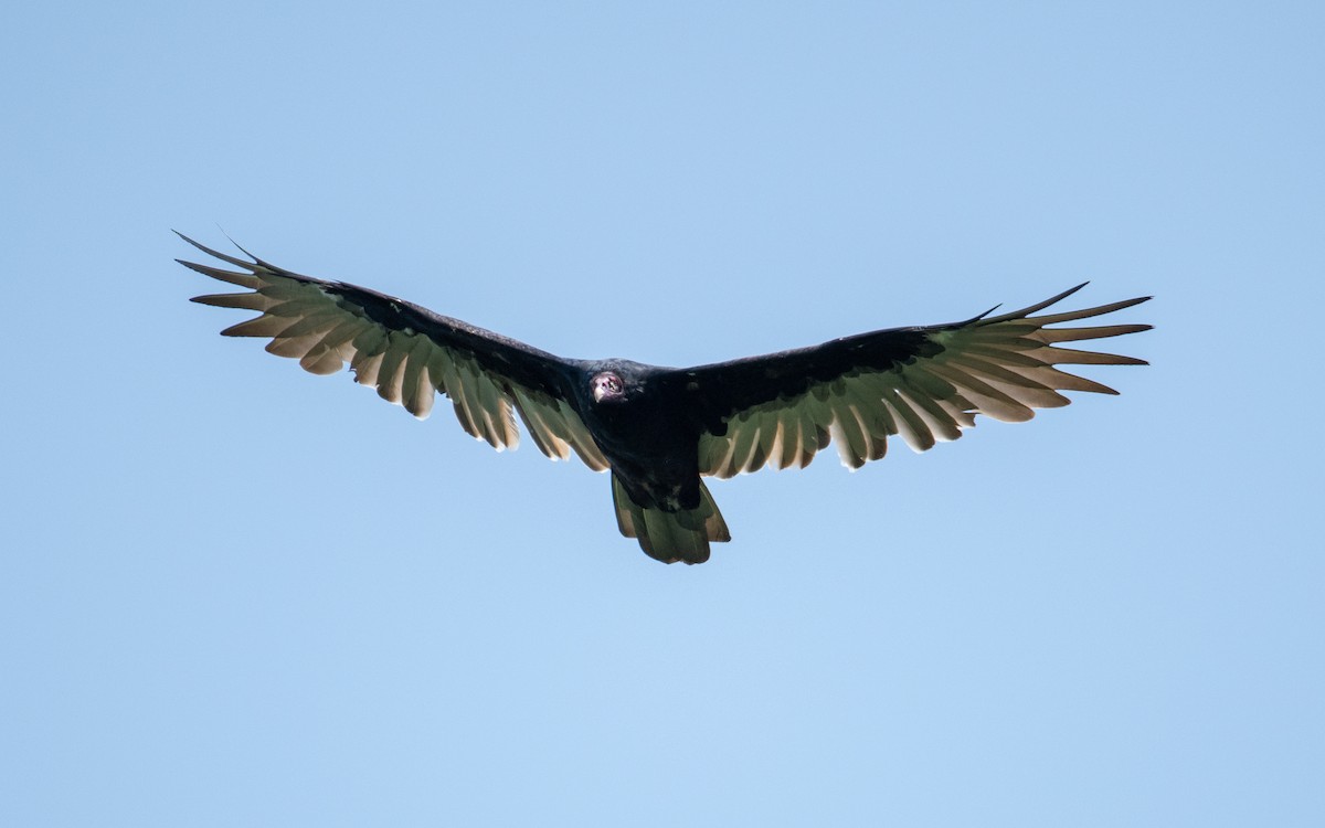 Turkey Vulture - Michael Oak