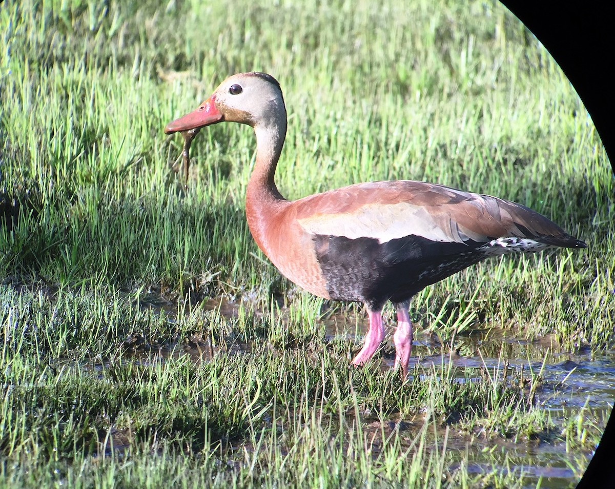 Black-bellied Whistling-Duck - ML111022571