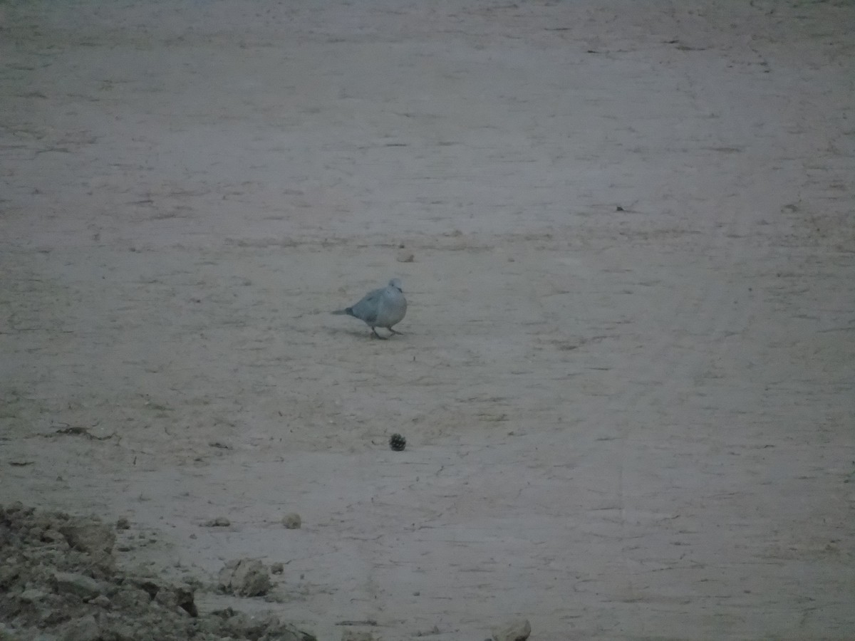 Eurasian Collared-Dove - Santiago  Ezquerra Mazarico