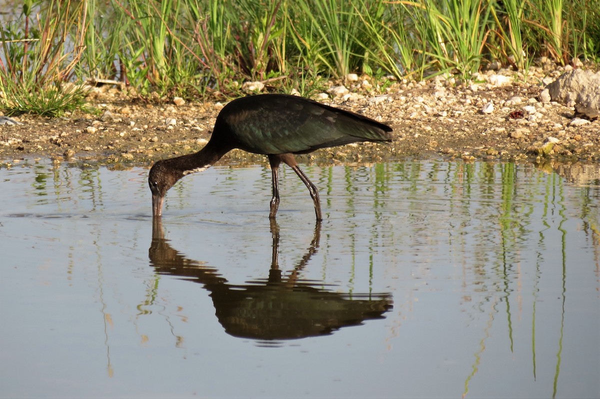 ibis hnědý - ML111025401