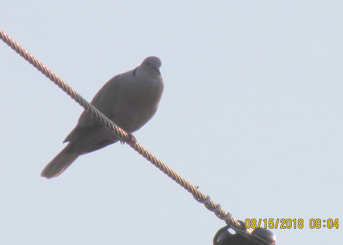 Eurasian Collared-Dove - ML111025621