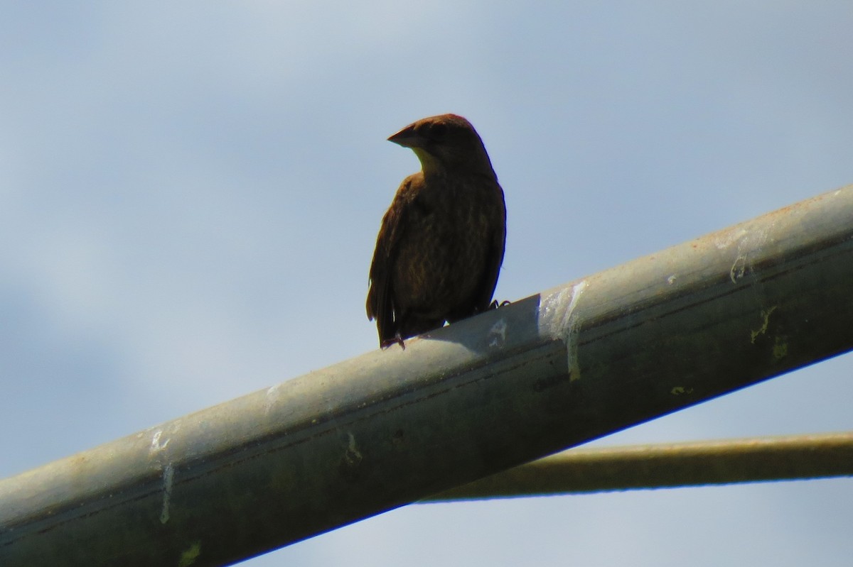 Shiny Cowbird - ML111025871