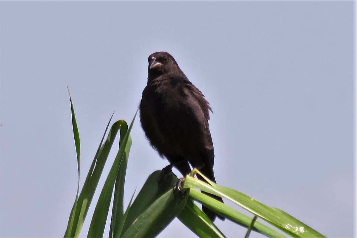 blackbird sp. - ML111026291