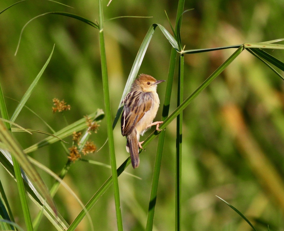 Carruthers's Cisticola - Roger Clark