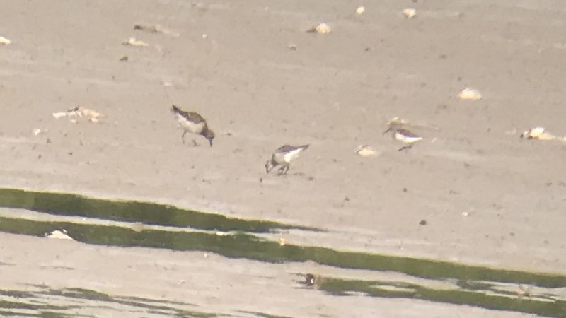 White-rumped Sandpiper - ML111027621