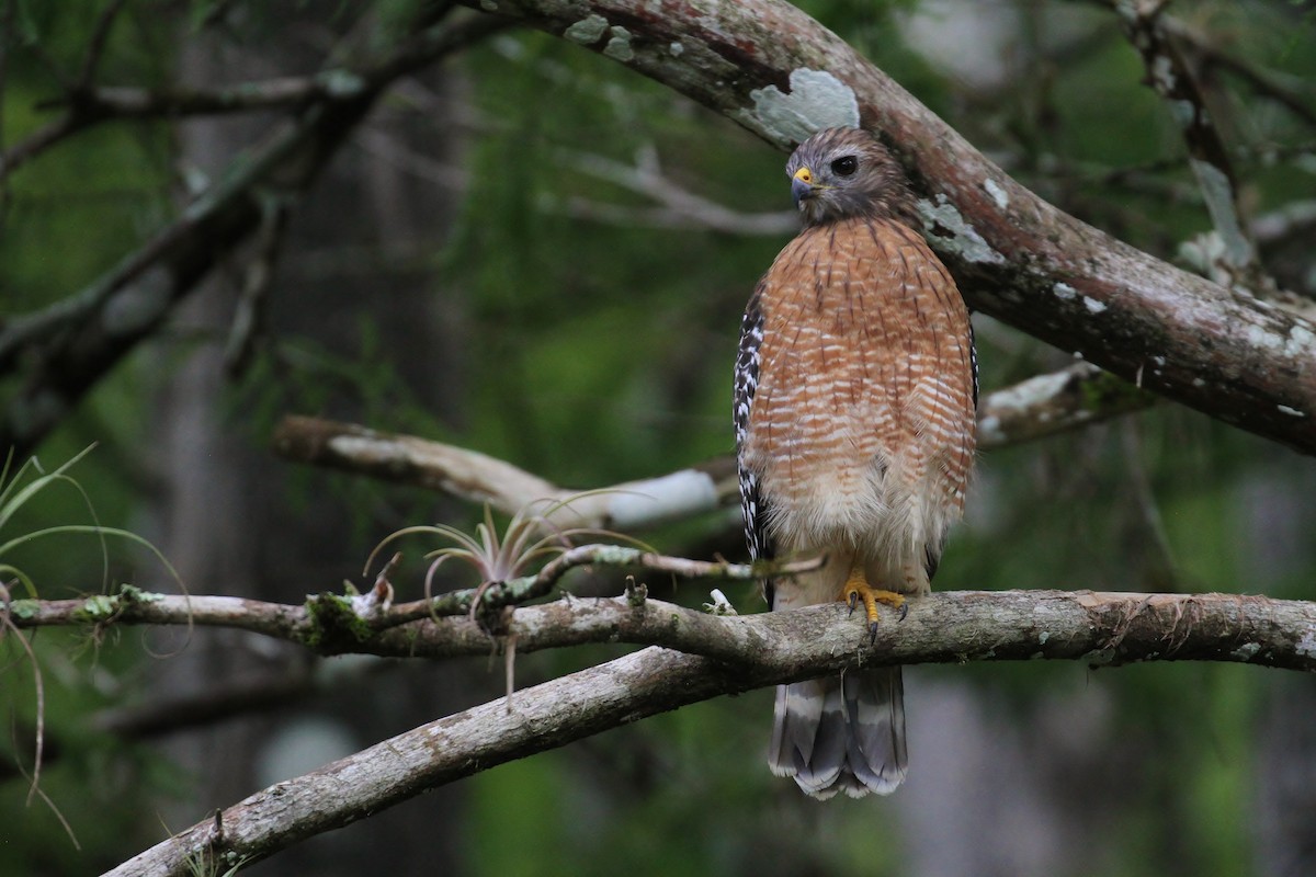 Red-shouldered Hawk (lineatus Group) - ML111027921