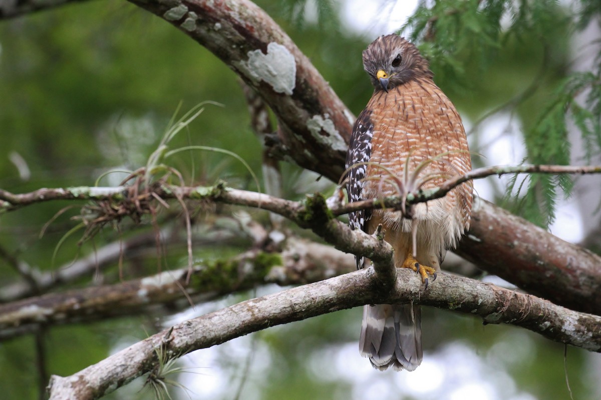 Red-shouldered Hawk (lineatus Group) - ML111027931