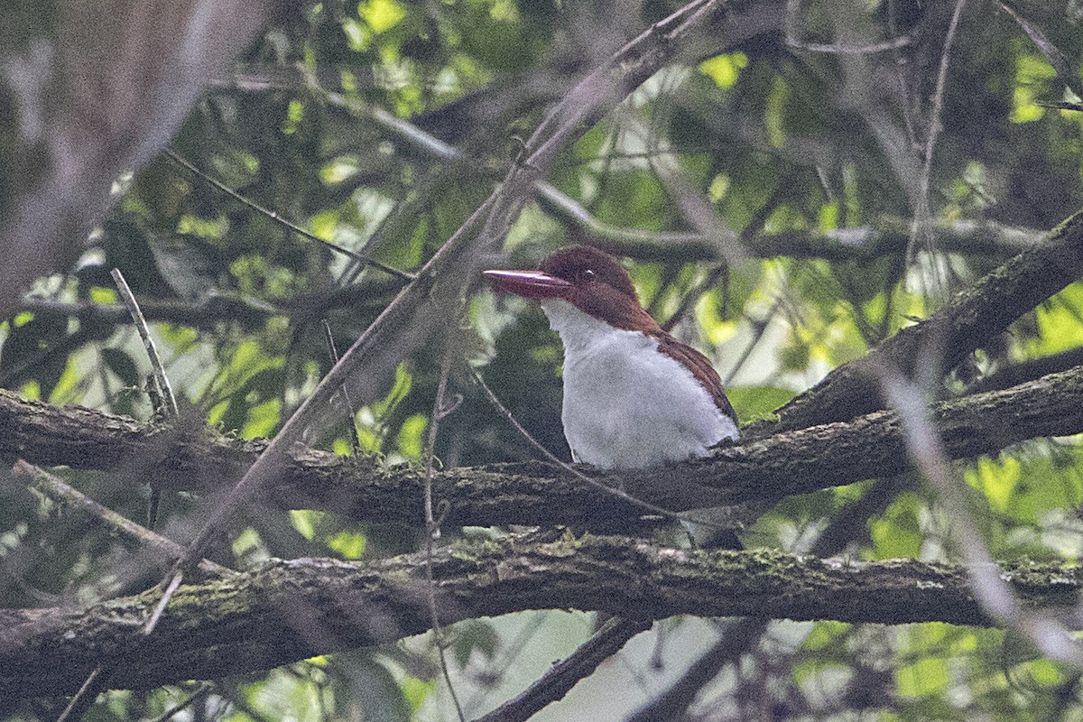 Chocolate-backed Kingfisher - ML111028021