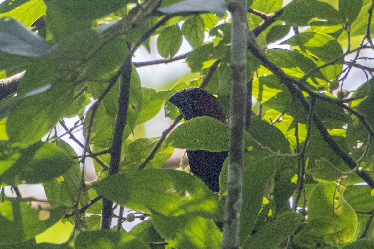 Grosbeak Weaver - Bradley Hacker 🦜