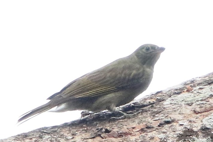 Dwarf Honeyguide - ML111028531