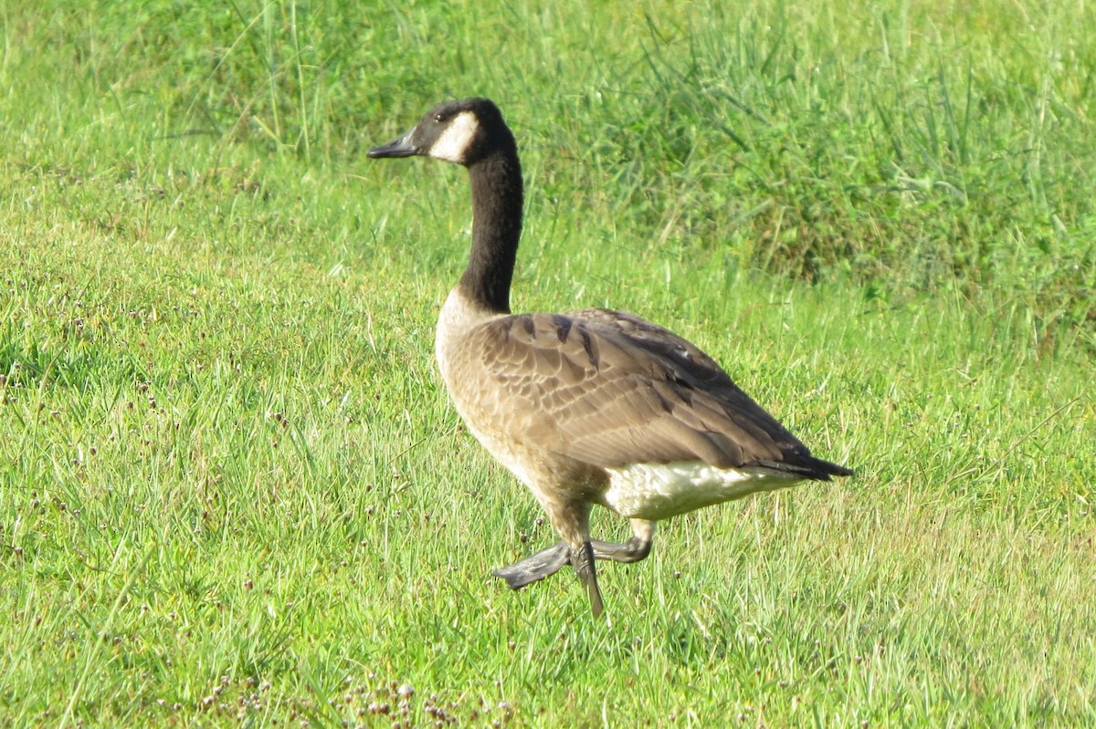 Canada Goose - ML111030171