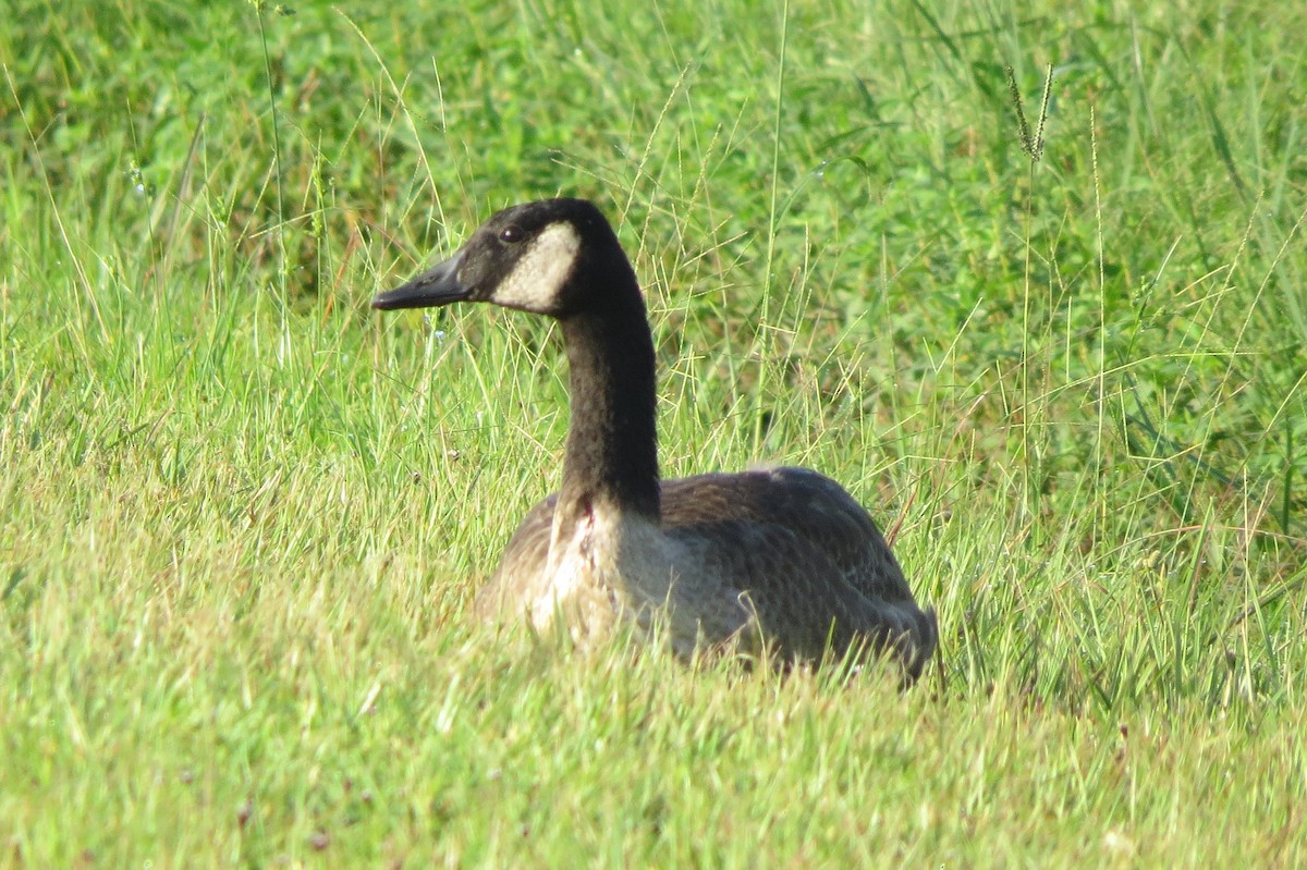 Canada Goose - ML111030181