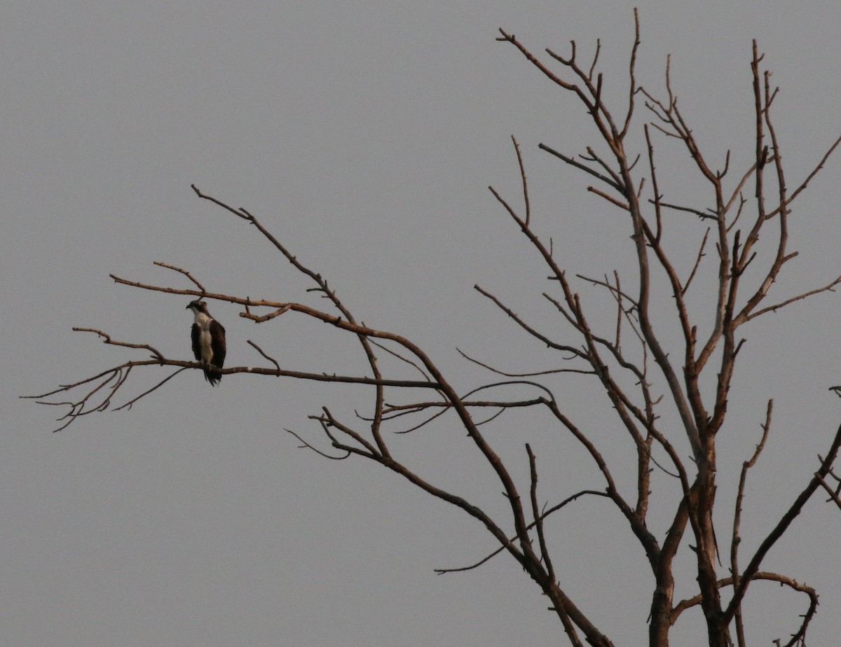 Osprey - ML111031701