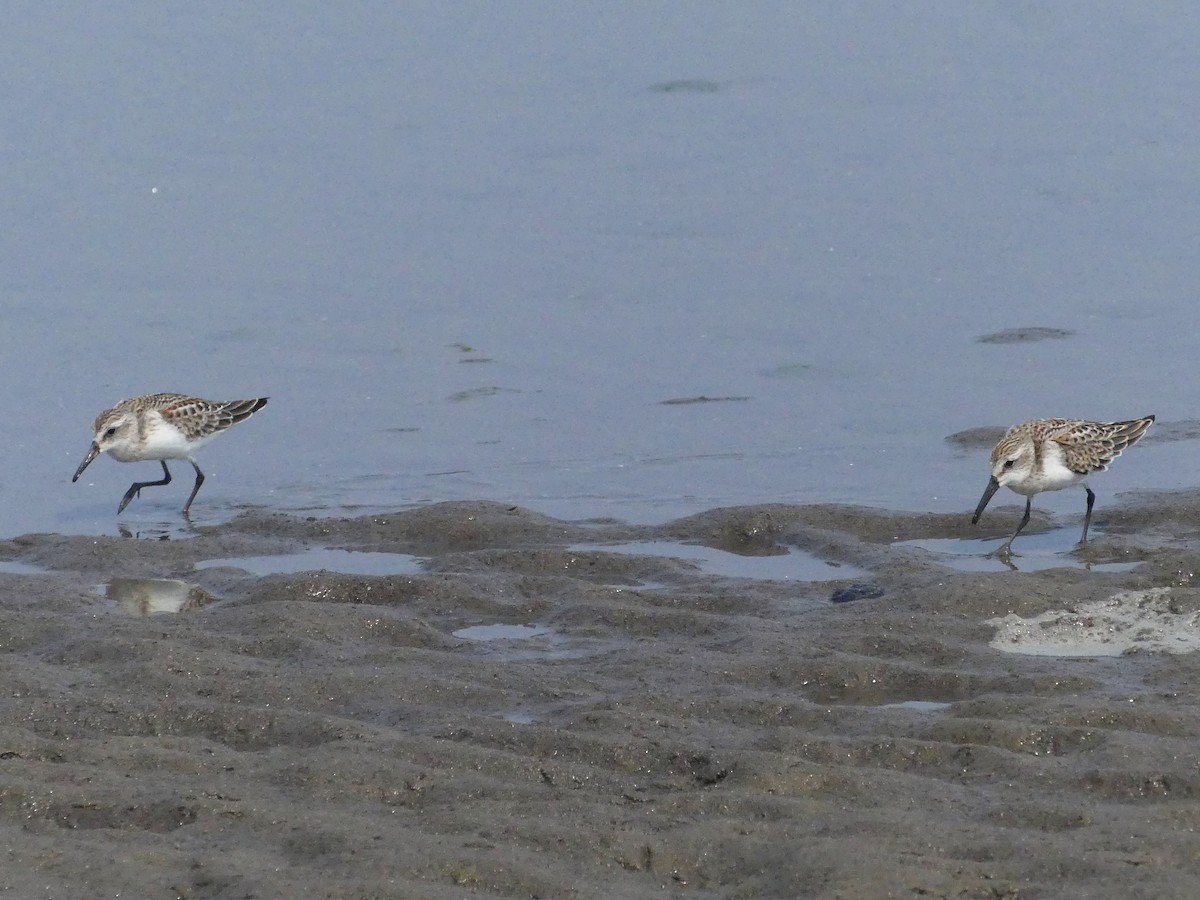 Western Sandpiper - Zack Schlanger