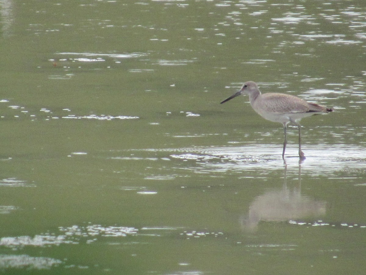 Willet - ML111033181