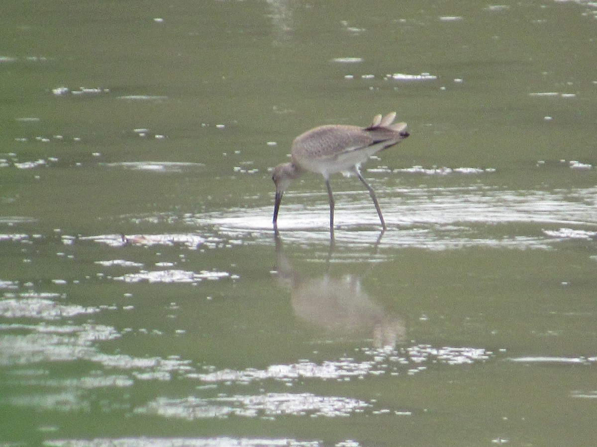 Willet - ML111033451