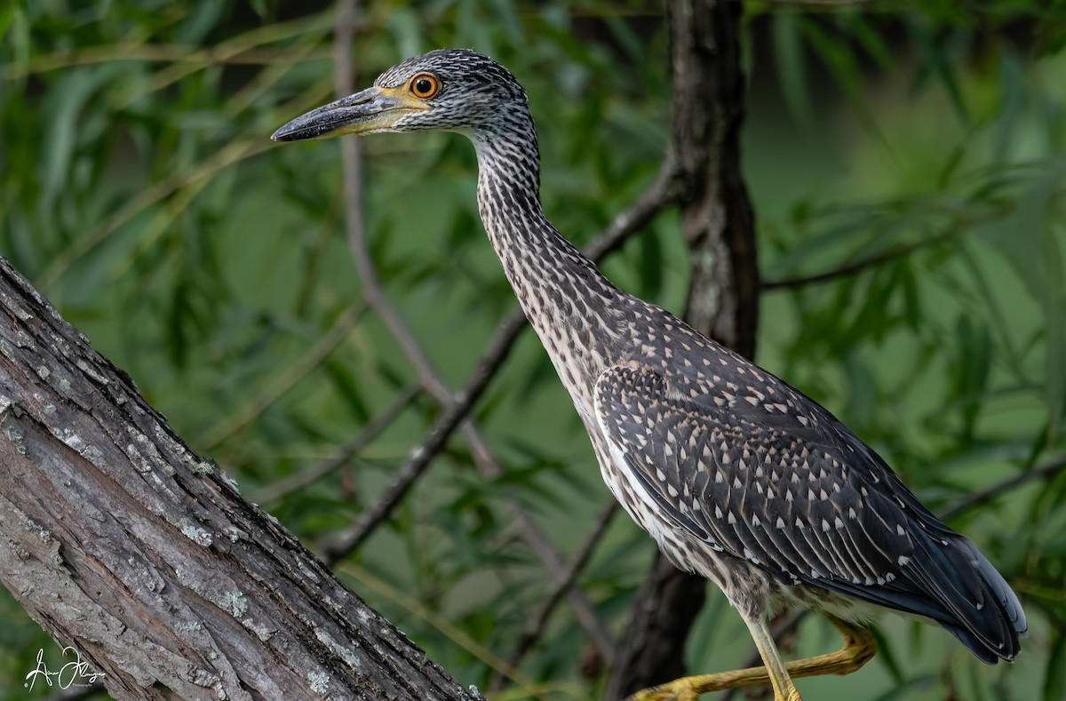 Yellow-crowned Night Heron - ML111033741