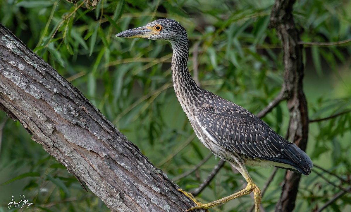 Yellow-crowned Night Heron - ML111033751