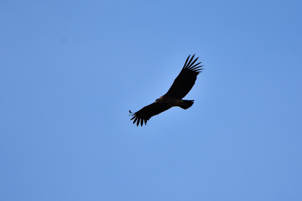 Condor des Andes - ML111034271