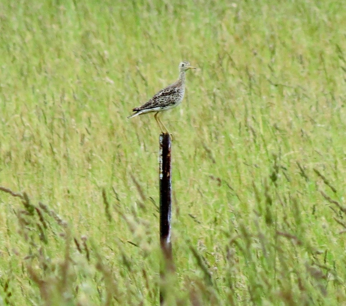 Upland Sandpiper - ML111035011