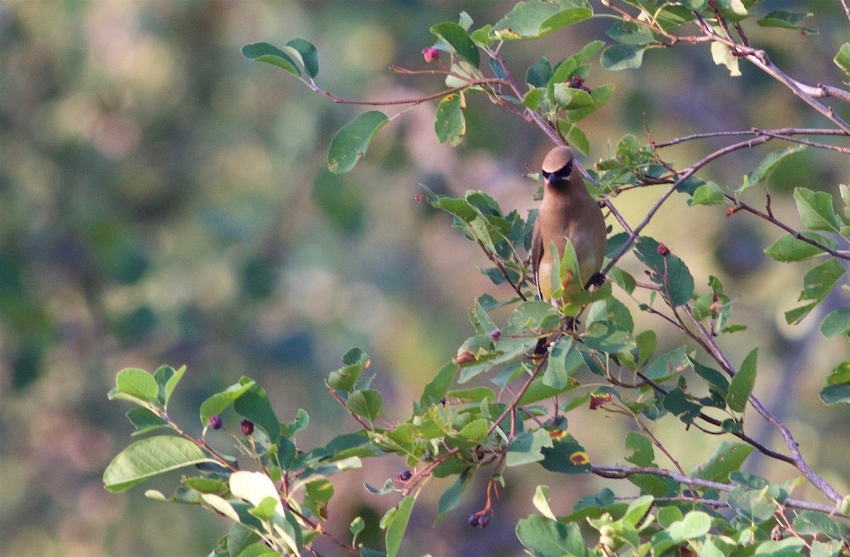 Cedar Waxwing - Kathryn Keith