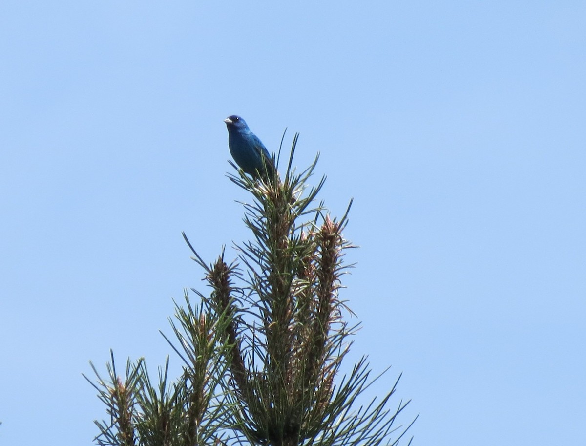 Indigo Bunting - Robert Bochenek