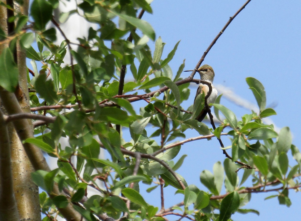 Kızıl Sırtlı Kolibri - ML111036981