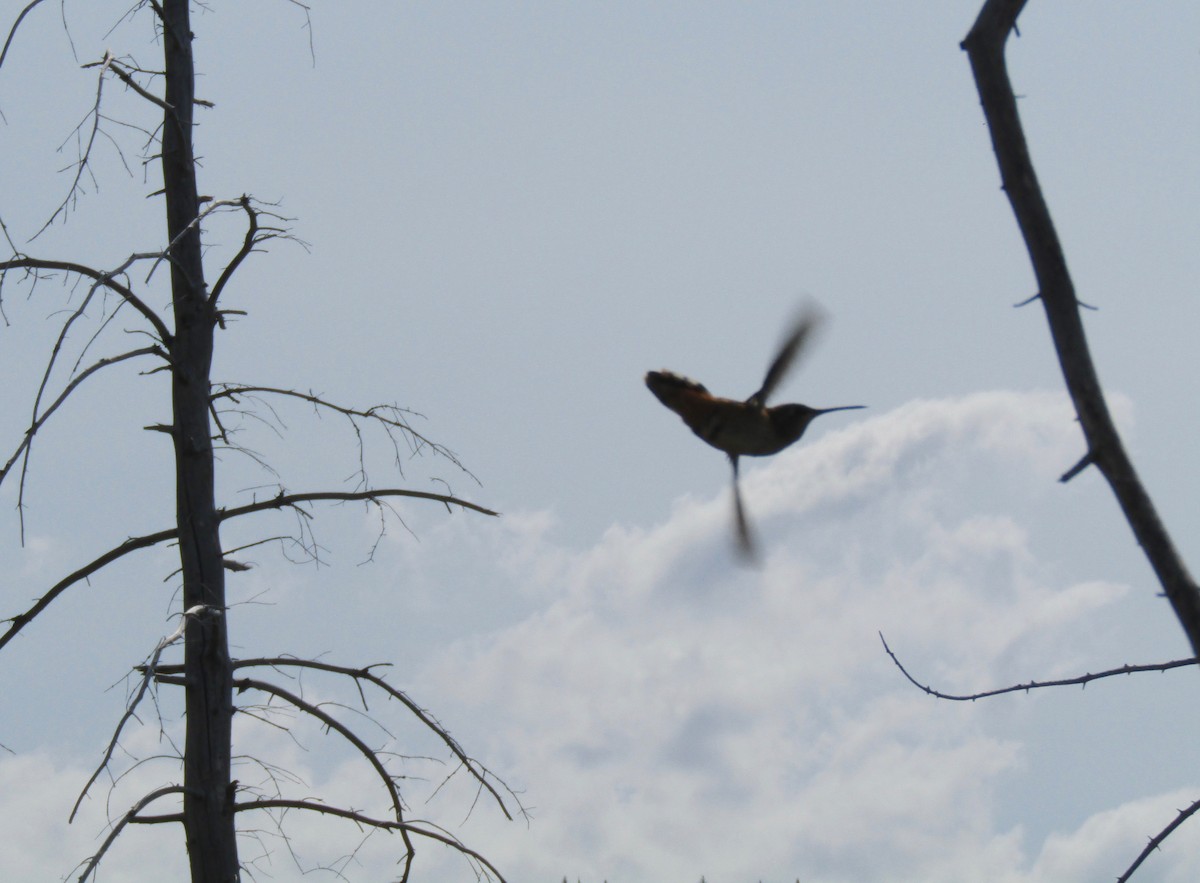 Rufous Hummingbird - ML111037091