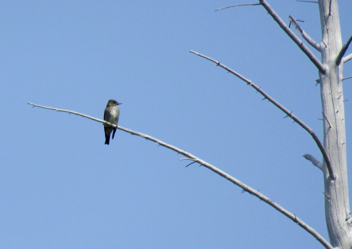 Olive-sided Flycatcher - ML111037431