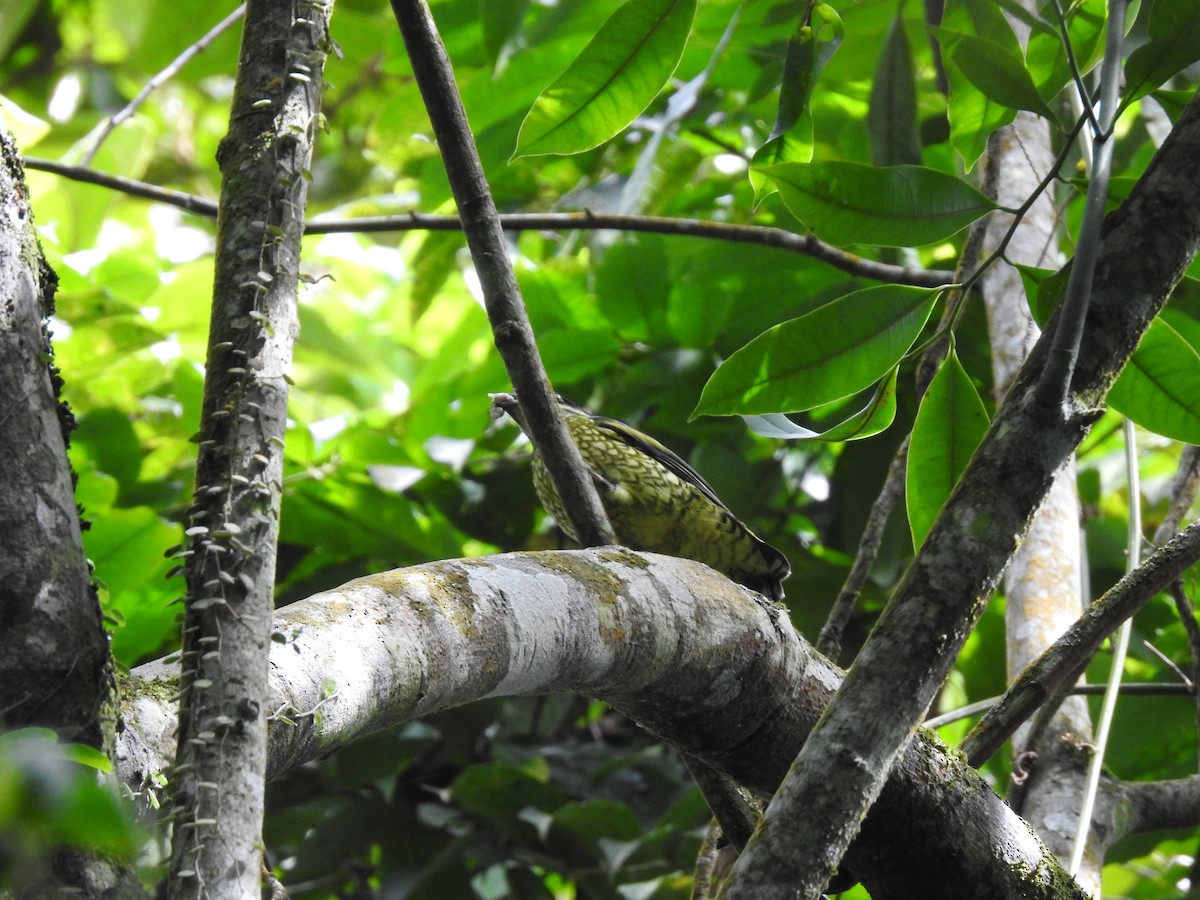 Scaled Fruiteater - Julio Calderón Birding Tour Guide 🦉